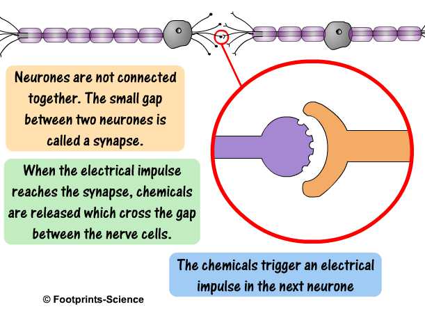 Home [www.footprints-science.co.uk]